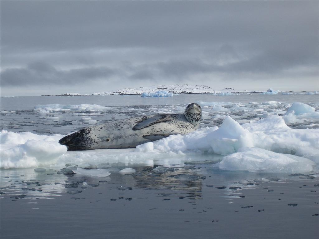 Leopard seal